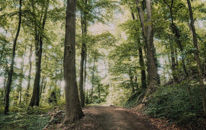 foresta con alberi e legno