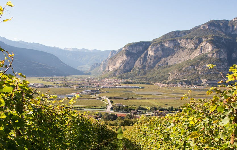 Piana di Trento vigneti Teroldego vino rosso 