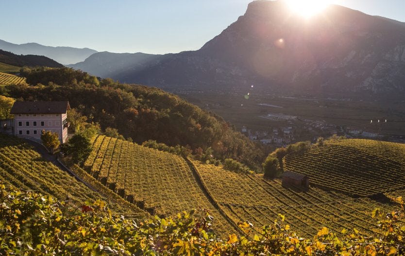 Piana Rotaliana Trentino vigneto Teroldego