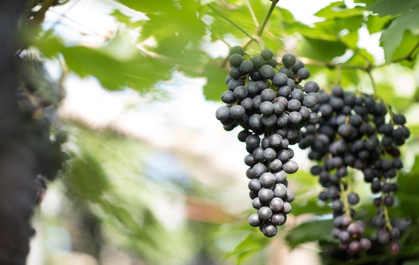 Uva Teroldego vino rosso trentino