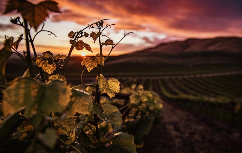 Vigneto al tramonto qualità del vino Trentino