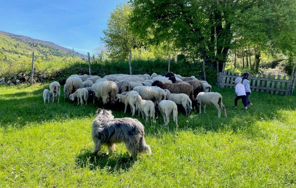 La Filiera della Lana Trentiner lana artigianale